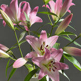 LILY EN MASSE